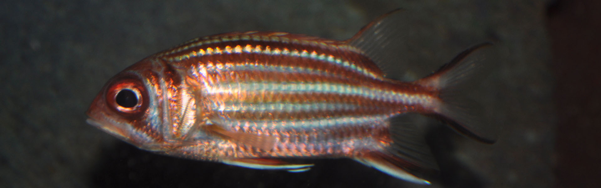 The Redcoat Squirrelfish